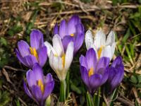 Dichte zweifarbige Krokusgruppe